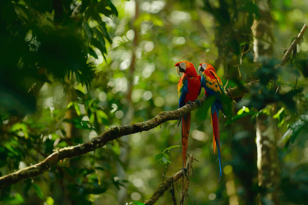 Microsoft expands environmental commitment with major Brazilian reforestation deal
